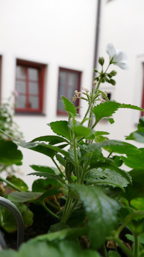 Pirna Altstadtgefluester Zewnętrze zdjęcie